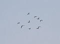 capecod terns